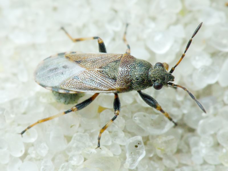 Heterogaster artemisiae Schilling, 1829